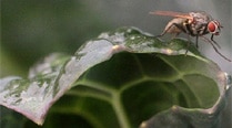 Study found that unrelated male flies compete more fiercely for female attention than related flies. (AP)
