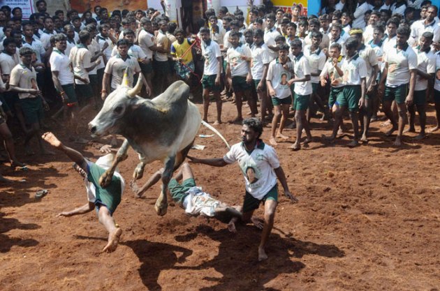 Jallikattu, Jallikattu Supreme Court, Jallikattu news, What is Jallikattu, Jallikattu photos, Jallikattu sport, JalliKattu SC, Jallikattu pictures