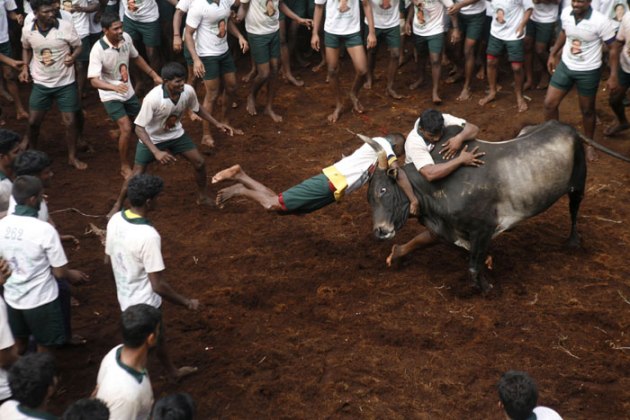 Jallikattu, Jallikattu Supreme Court, Jallikattu news, What is Jallikattu, Jallikattu photos, Jallikattu sport, JalliKattu SC, Jallikattu pictures