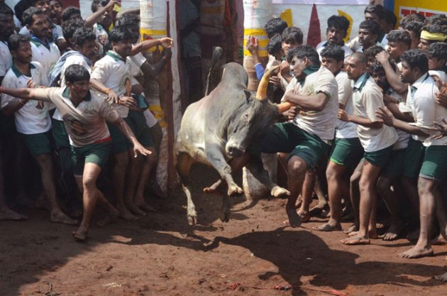 Jallikattu, Jallikattu Supreme Court, Jallikattu news, What is Jallikattu, Jallikattu photos, Jallikattu sport, JalliKattu SC, Jallikattu pictures