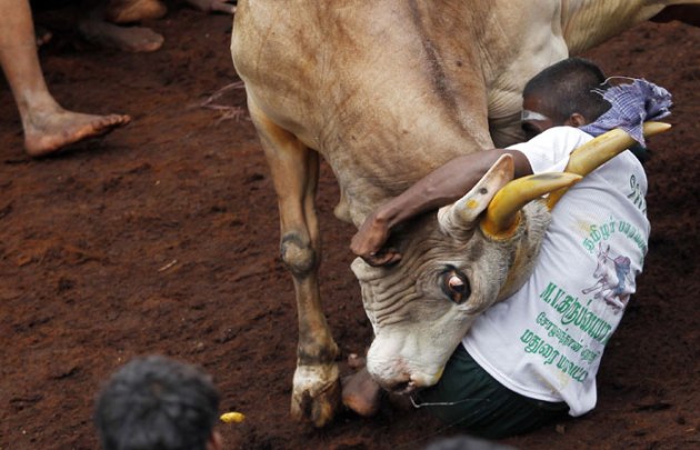 Jallikattu, Jallikattu Supreme Court, Jallikattu news, What is Jallikattu, Jallikattu photos, Jallikattu sport, JalliKattu SC, Jallikattu pictures