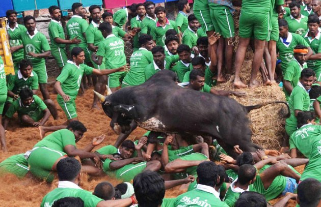 Jallikattu, Jallikattu Supreme Court, Jallikattu news, What is Jallikattu, Jallikattu photos, Jallikattu sport, JalliKattu SC, Jallikattu pictures