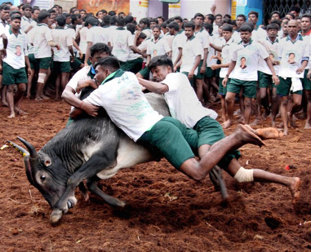 Jallikattu, Jallikattu Supreme Court, Jallikattu news, What is Jallikattu, Jallikattu photos, Jallikattu sport, JalliKattu SC, Jallikattu pictures