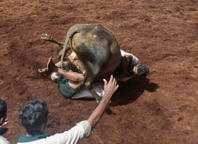 Jallikattu, Jallikattu Supreme Court, Jallikattu news, What is Jallikattu, Jallikattu photos, Jallikattu sport, JalliKattu SC, Jallikattu pictures
