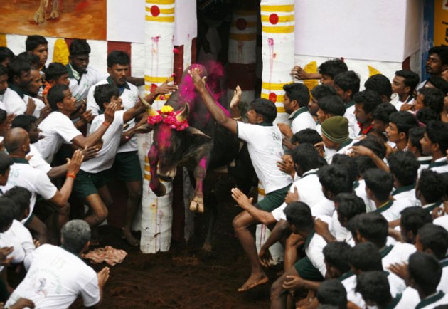 Jallikattu, Jallikattu Supreme Court, Jallikattu news, What is Jallikattu, Jallikattu photos, Jallikattu sport, JalliKattu SC, Jallikattu pictures