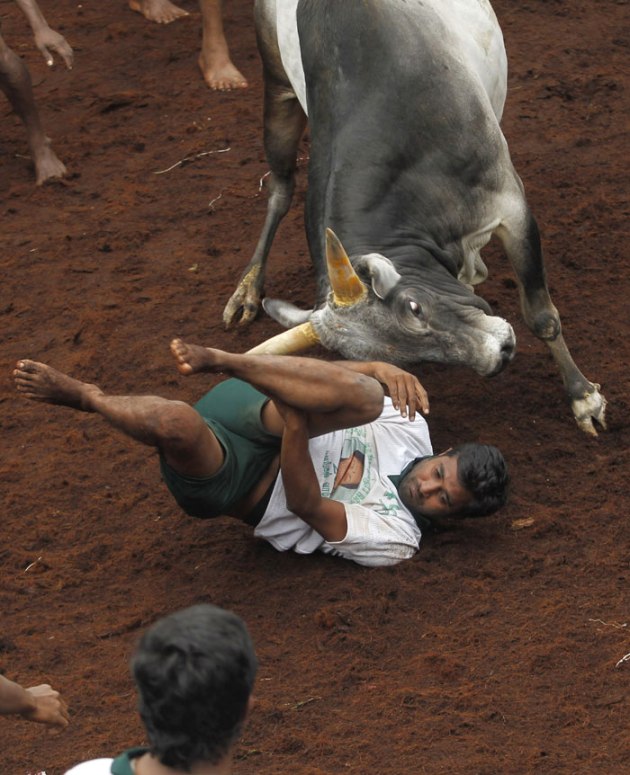 Jallikattu, Jallikattu Supreme Court, Jallikattu news, What is Jallikattu, Jallikattu photos, Jallikattu sport, JalliKattu SC, Jallikattu pictures