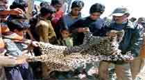 The leopard population is already under threat due to the thriving illegal trade of skins and body parts. Picture for representation
