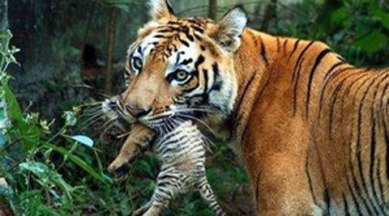 The tiger has claimed three lives in Moradabad and one each in Bijnore and Sambhal.