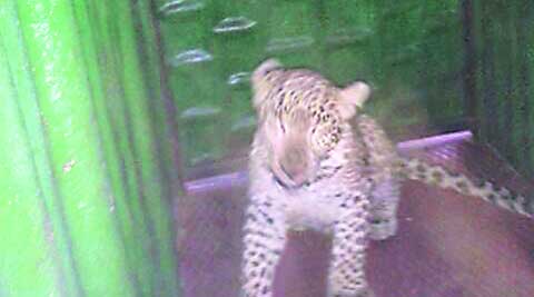 Locals said the leopard fell into the trap around 4.45 am. 