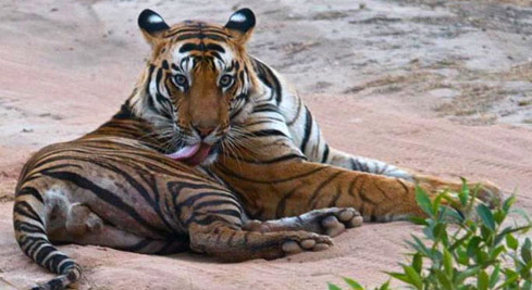 The 2010 national census put the tiger tally for Tadoba at 43.