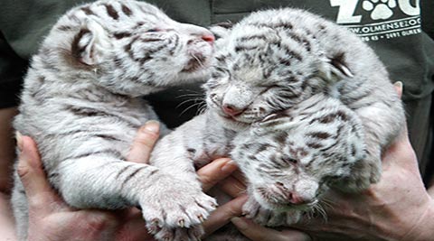 White tiger cubs. Representative picture (Reuters)