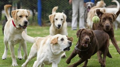 Of around 10,000 pet dogs in city, only 3,907 registered with the civic  body