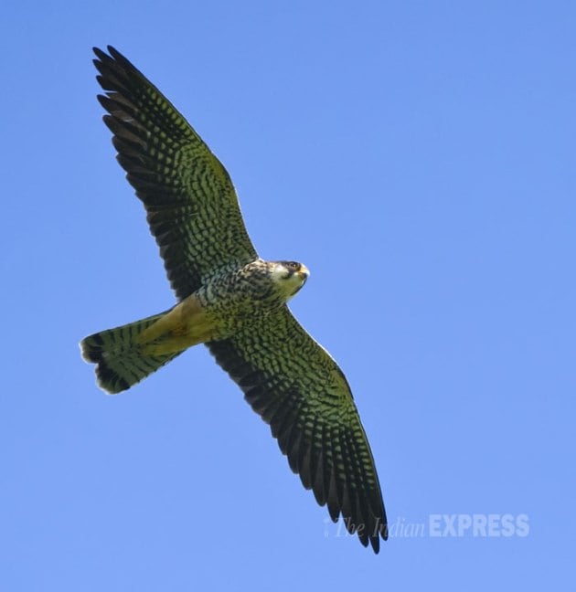 Conservation efforts to protect Falcons take flight in Northeast ...