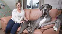 Freddy now weighs a massive 70 kg but began life as the runt of the litter. (Photo: Twitter)