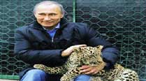 Vladimir Putin holds a Persian leopard at the Sochi national park Tuesday. (Reuters)