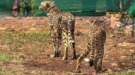After the first two Cheetahs were released they will be closely monitored using satellite collar within their five sq km enclosure and observed using high resolution cameras put up around the enclosure. (File)