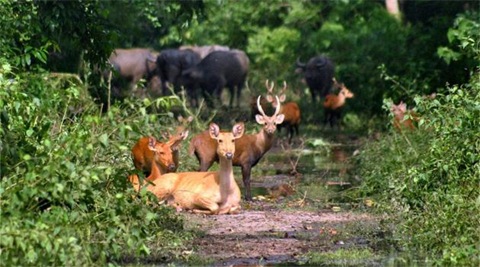 Deer, antelopes, gaurs, rhinoceroses and elephants will be counted depending on the region, Roy said.
(Photo PTI)