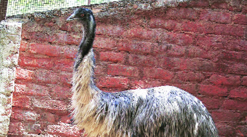 Vadodara zoo welcomed one emu out of the 33 eggs that were in incubation last month. (Bhupendra Rana)