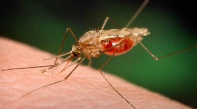 malaria, eliminate malaria, india launch programme, WHO, global development