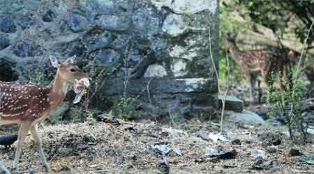 Spotted deer at Sanjay Gandhi National Park. 	Vasant Prabhu