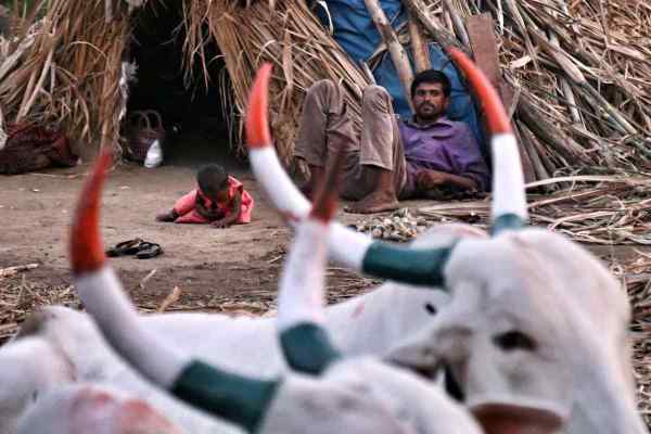Explained: How oil price crash impacts sugar, what it means for India