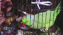 Sorry to kill a great story, there’s no Hercule Parrot | India News ...
