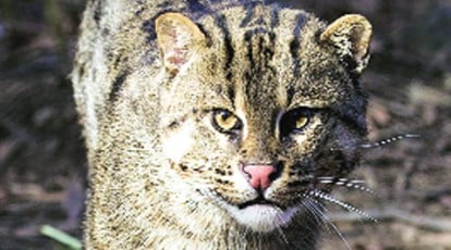 Trapped fishing cat mistaken for leopard in Greater Noida