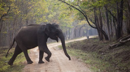 An elephant at the Nagarahole National Park. ( Jyothy Karat)