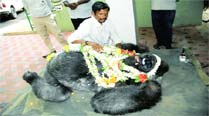 Polo, India’s only gorilla, dies in Mysore Zoo of illness