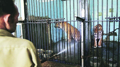 Tigress death deals blow to breeding at Delhi Zoo | Delhi News - The ...