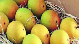 farmers, e commerce, maharashtra farmers, e commerce market, pune news