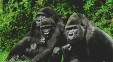 World largest Gorillas, Democratic Republic of Congo, Gorilla beringei, International Union for Conservation of Nature, Endangered Wildlife species, African Wildlife, Wildlife nws, latest news, International news, world news