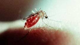 malaria, research, malaria research, mosquito, mosquito research, india news, latest news
