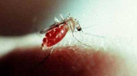 malaria, research, malaria research, mosquito, mosquito research, india news, latest news