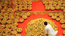 mango, alphonso mango, mango prices, untimely rain