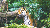 Bor sanctuary, Maharashtra’s sixth, country’s 47th tiger reserve ...