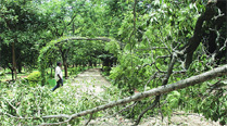 BBMP finds parks and gardens in Bangalore in a shambles, maintenance in question