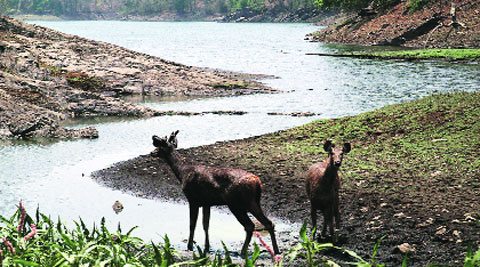 animal trafficking, UP animal trafficking, CM Akhilesh Yadav, Gadhimai festival, lucknow news