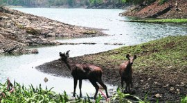 ANIMAL-480 animal trafficking, UP animal trafficking, CM Akhilesh Yadav, Gadhimai festival, lucknow news
