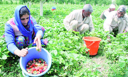 Strawberry being picked at Gusoo village in Kashmir. (Express)