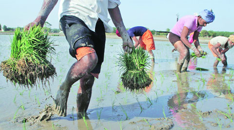 Labourers at a paddy plantation in Kutbewal village of Ludhiana. ( Express photo by Gurmeet Singh )