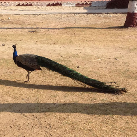 The Island was also home to handsome peacocks. (Source: Divya Goyal)