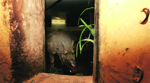 Shiva, who was brought from Mumbai for breeding, died of infection on his snout. (Archive)