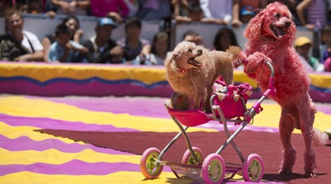 Mexico's circuses caught up in animal rights spat | World News