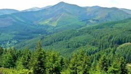 Narendra Modi, BJP, Forest Rights Act, Biren Singh Engti, Ninong Ering, Tariq Anwar, Bhagwant Mann, Maharashtra Village Forest Rules, india news, news