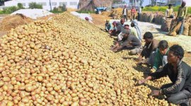 potato Potato, Potato farmers, Lays potato farmer, farmer corporates, PepsiCo farmers, contract farming initiative, contract farming, corporate farming, business news