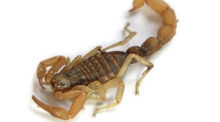 scorpio-main