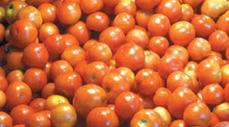 The tomato prices are still ruling at Rs 56 per kg as supplies continue to remain under stress.