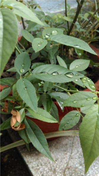 HTC One E8 Camera test