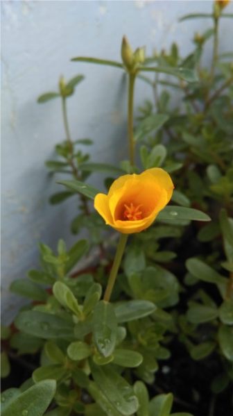 HTC One E8 Camera test